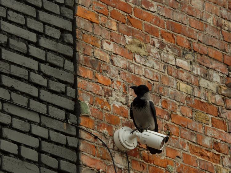 A raven or crow sitting on a white security camera on a red-brick wall bordering a black brick wall