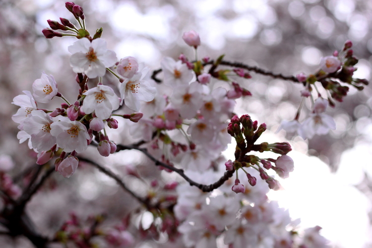 A branch of light-pink cherry blossoms