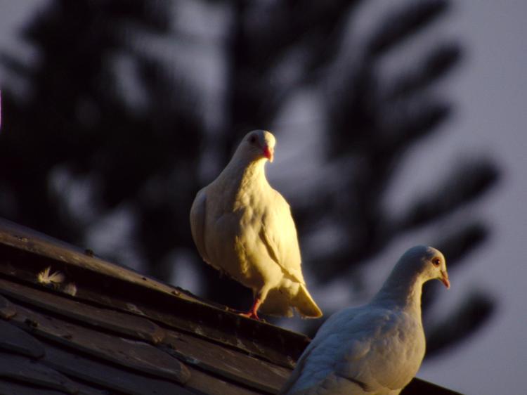 Two white pigeons sitting on a roof, illuminated by the warm evening sun