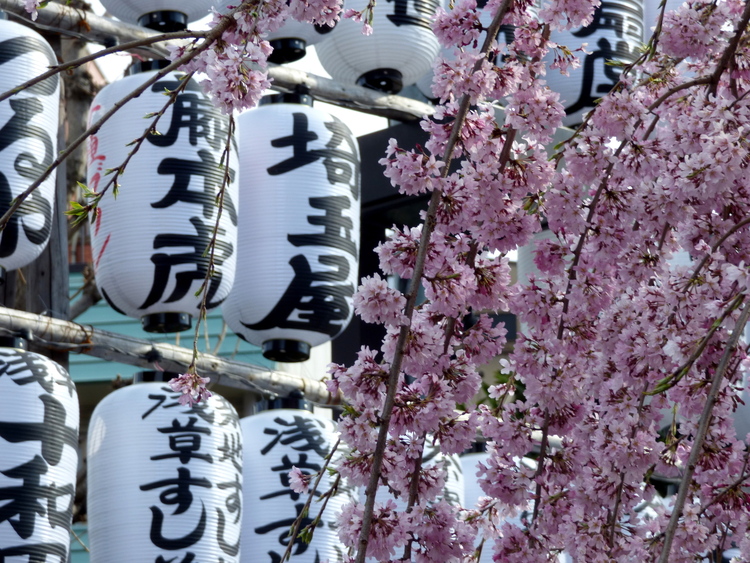 Light pink cherry blossom branches hanging in front of a wall of tall white lanterns with black Japanese writing on them