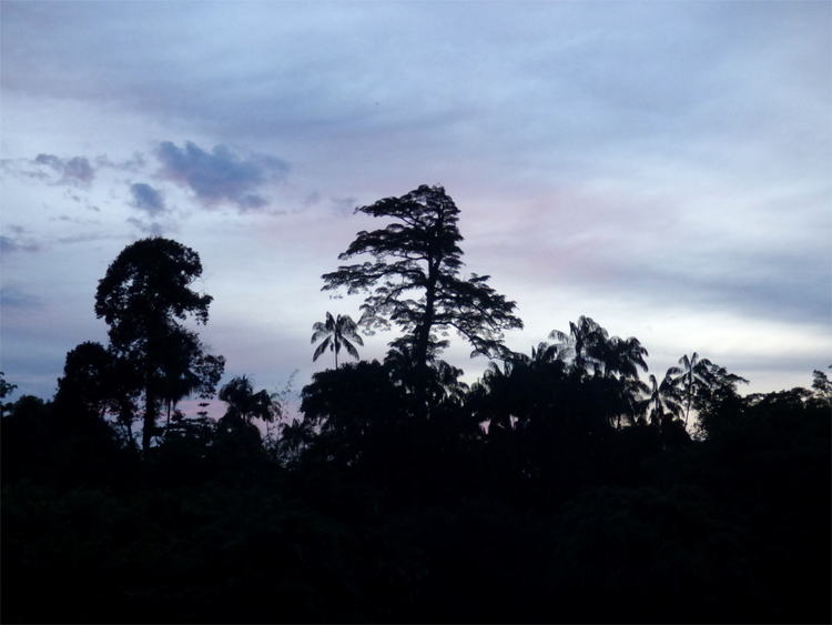 Silhouettes of large trees against a cloudy blue-grey sky