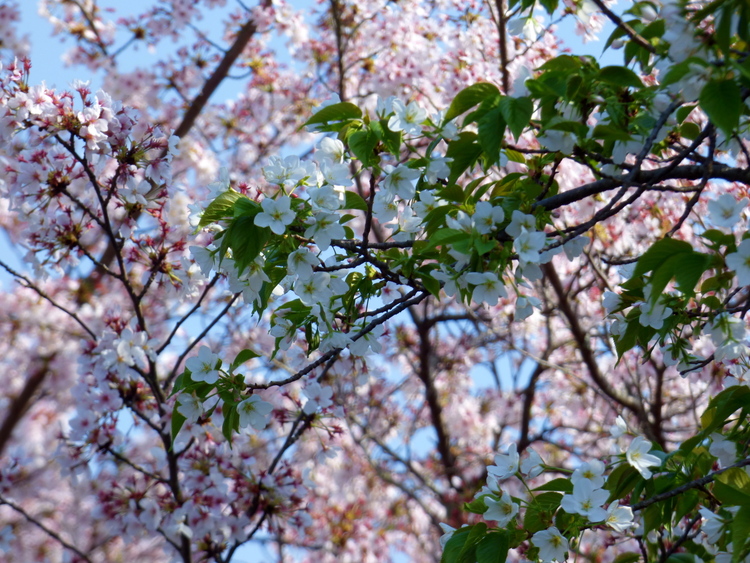 Branches of white and pink cherry blossoms 