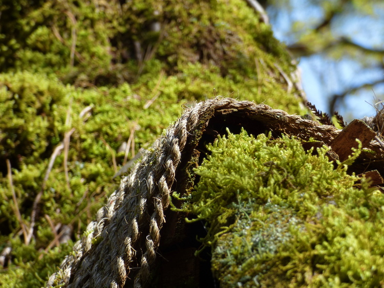 Close-up of moss and rope on a tree trunk