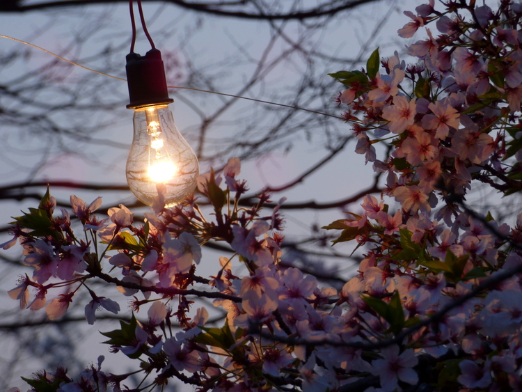 A glass lightbulb illuminating a branch of cherry blossoms at dusk