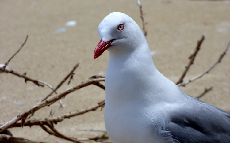 Close-up of a seagull on a beach looking sceptical