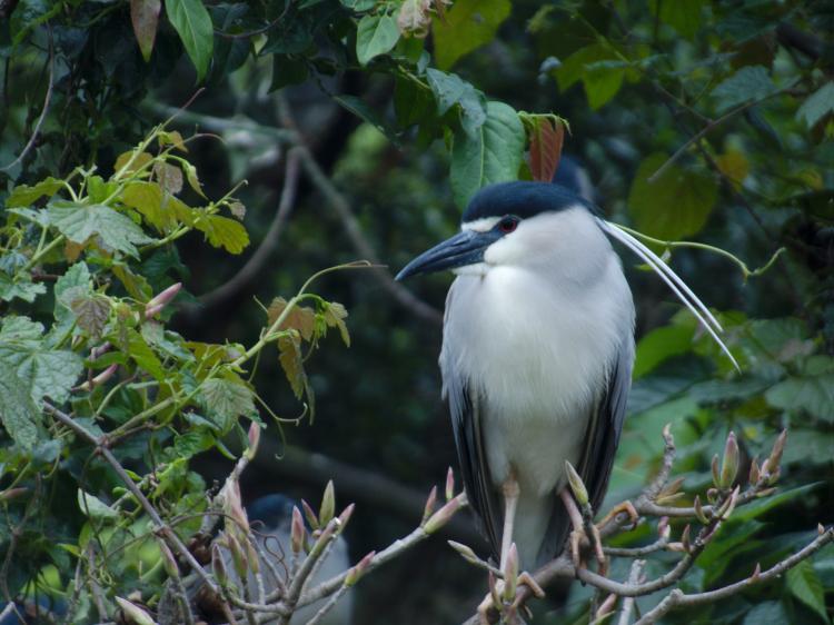A white bird with black wings and beak sitting on a branch in some greenery