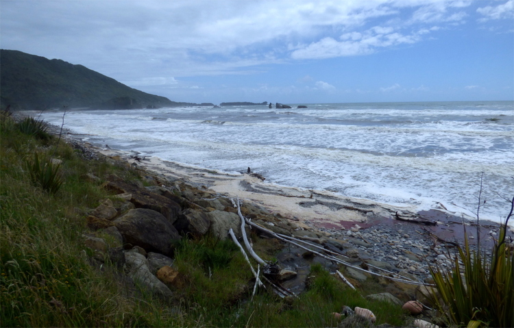 A wild, grass-and-sand beach with some driftwood and a foamy white sea