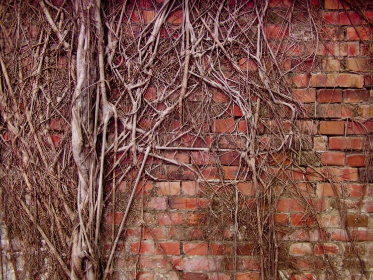 Roots growing over a red-brick wall, filling the cracks between the bricks