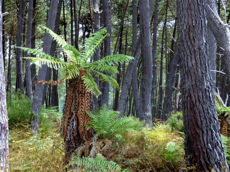 A fern growing on an upright tree trunk in a forest