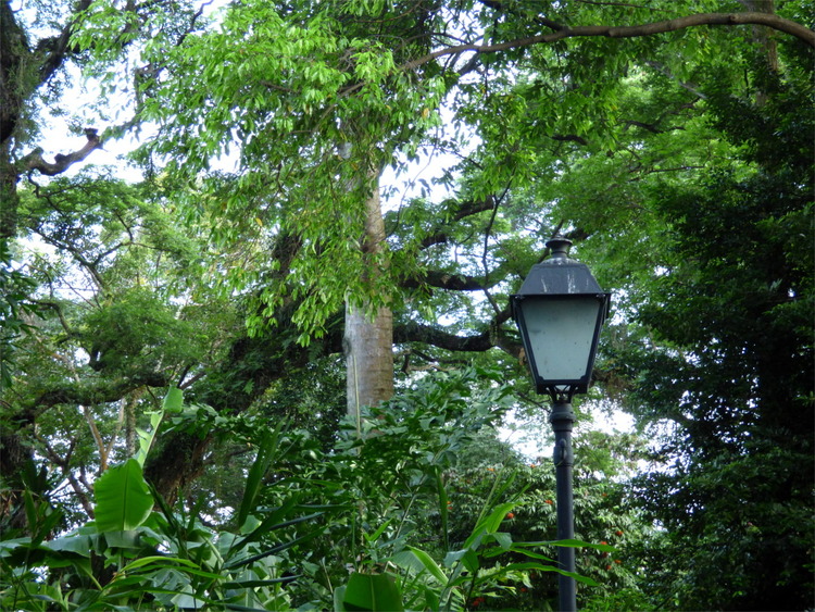 A street-light among thick greenery