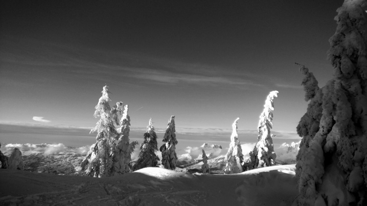 Snow-covered firs on a mountaintop bending under the weight of the snow