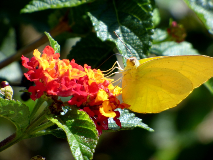 Close-up of a flower with many tiny orange blossoms with a yellow butterfly resting on it