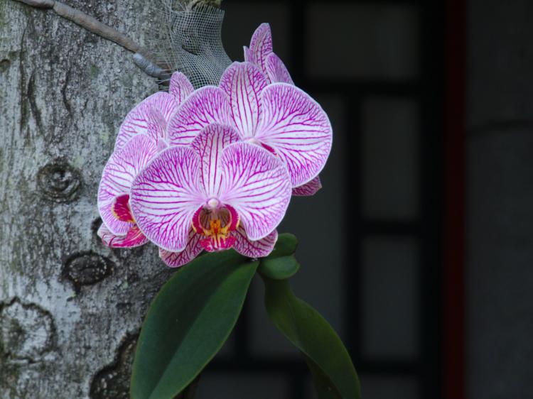 A large white and pink orchid growing on the side of a tree