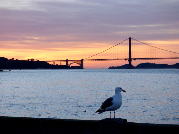 A seagull resting on a railing in front of the sea with a sunset sky and the silhouette of a bridge in the background