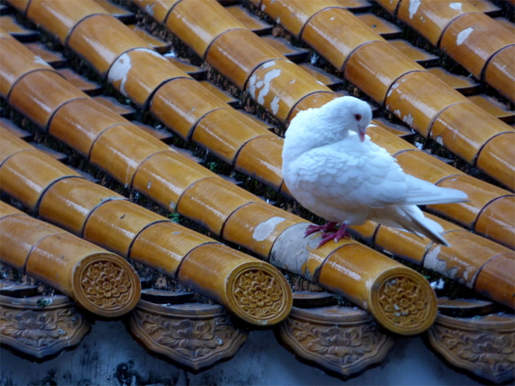 A white pigeon sitting on a roof made of tubular glazed clay tiles with Chinese ornaments