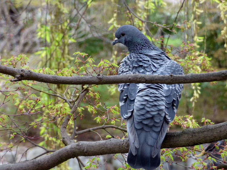 A ruffled grey pigeon sitting on a tree branch looking off to one side