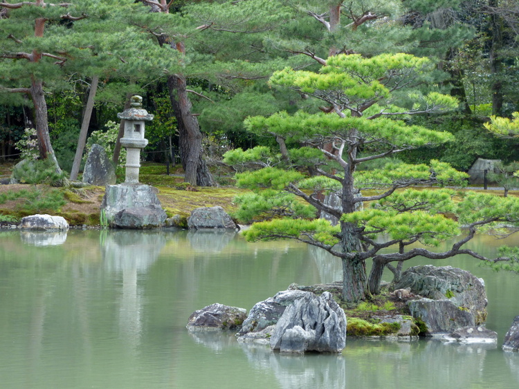 A large bonsai tree on a small island in an artificial pond