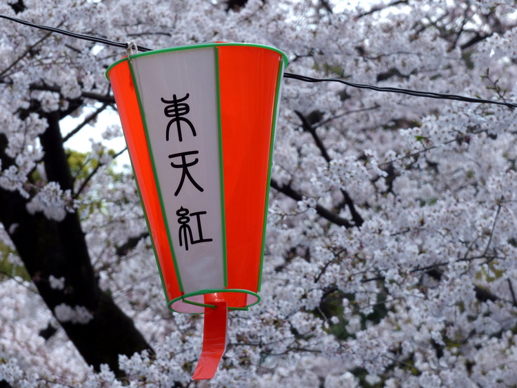 A white-and-pink conic fabric lantern hanging in front of white cherry blossoms