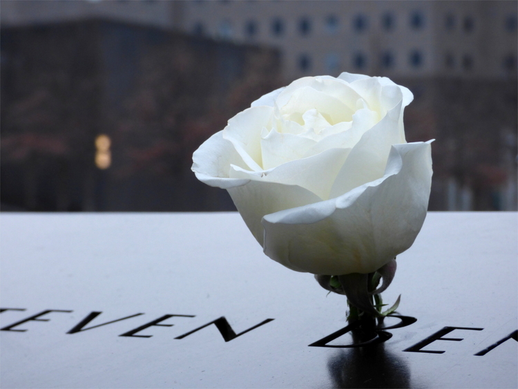 A white rose placed by a name on the 9/11 memorial