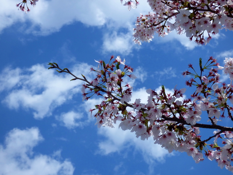 A branch of cherry blossoms against a cloudy blue sky