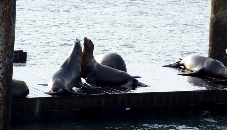 Two seals appearing to fight on a wooden platform in the sea