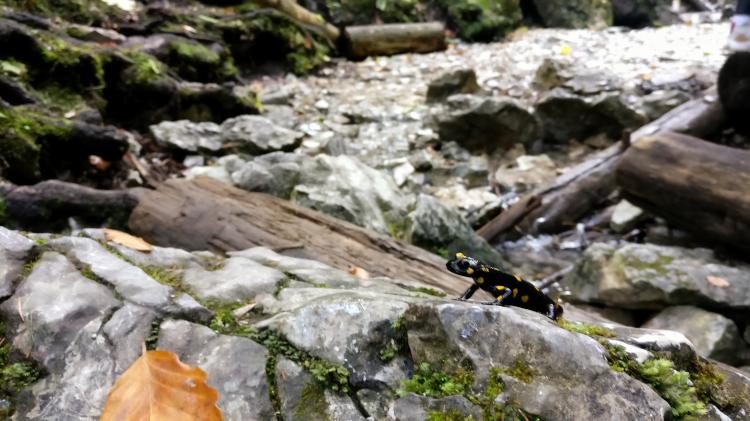 A black salamander with yellow spots sitting on a rock with a small river in the background