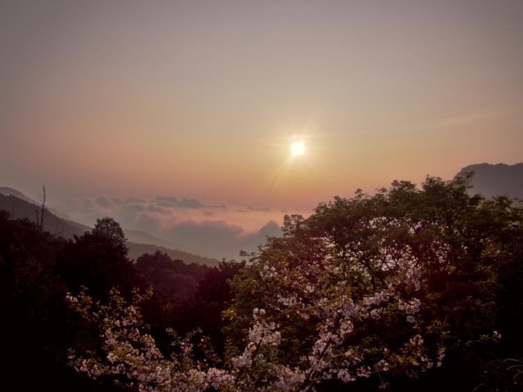 The sun setting in a see of clouds behind a blossoming cherry tree