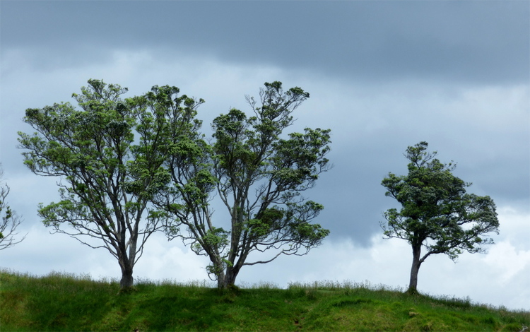Three free-standing trees on a grassy ridge against a cloudy sky