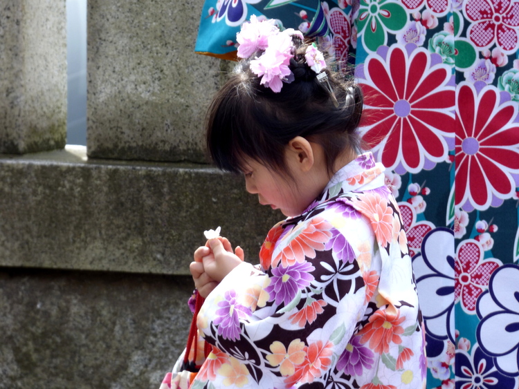 A young girl in a Kimono with a floral pattern looking intently at a blossom in her hand