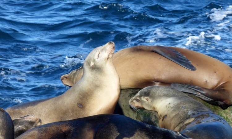 A seal raising its head towards the sun laying among others