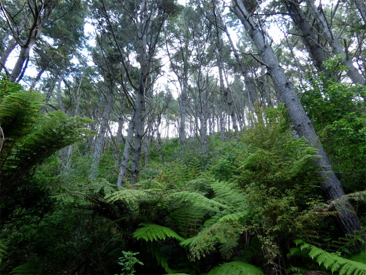 A light forest with the floor covered in large ferns