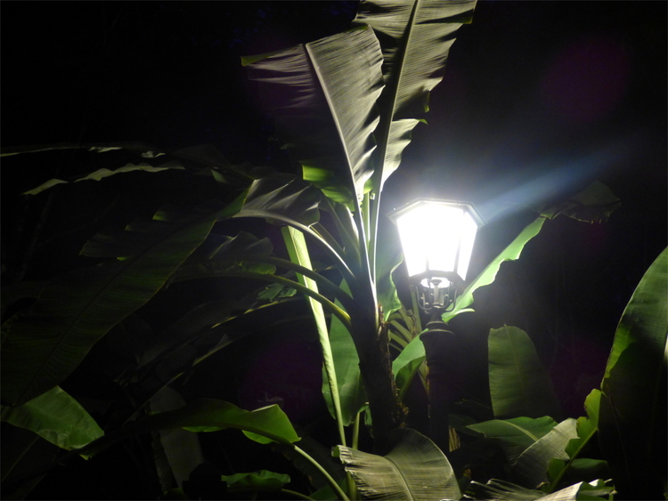 A metal street-light illuminating the large leaves of a nearby plant