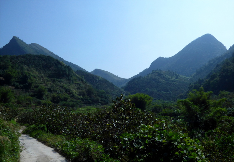 A small path leading through fruit plantations in a green mountainous landscape