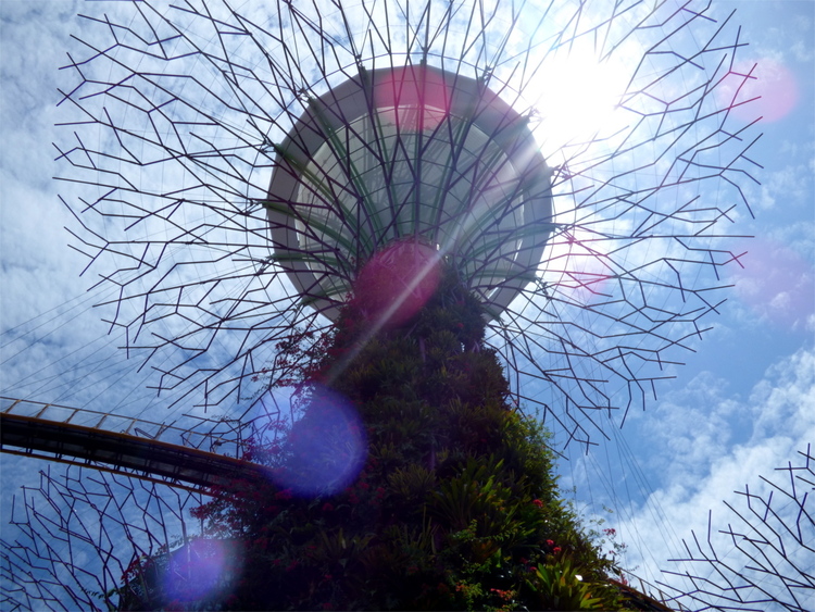 The sun shining through the artificial branches of a 'Supertree', creating a lens flare