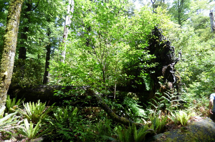 An uprooted tree fallen to the side, overgrown with grass and smaller trees in a forest