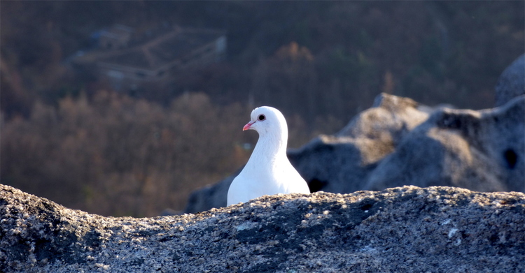A white pigeon peeking its head out from behind a stone ridge