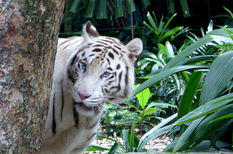 A white tiger peeking out from behind a tree trunk