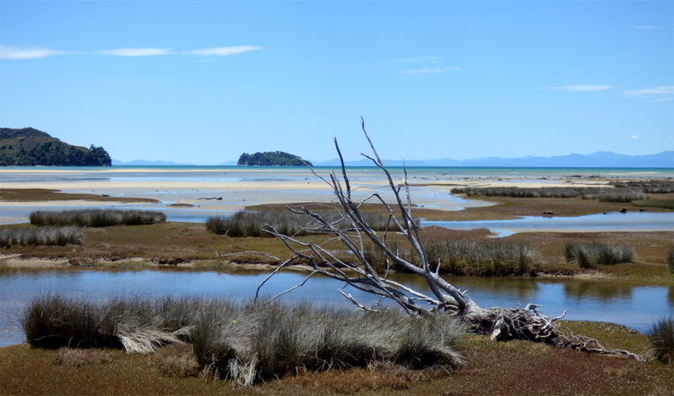 A driftwood tree laying in tall grass on a beach with tide-pools