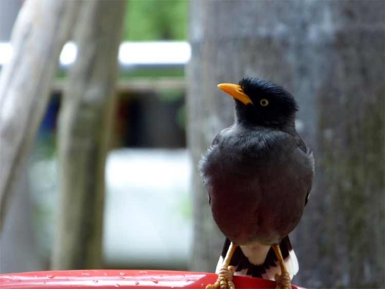 An inquisitive-looking black bird with orange beak and white details on the tail sitting on the top of a red plastic chair