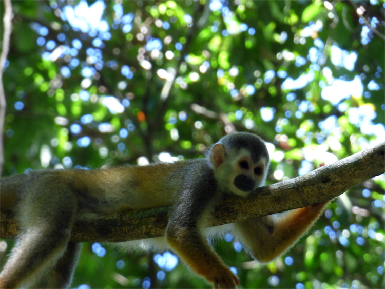 A relaxed-looking, white-faced monkey laying on a tree branch