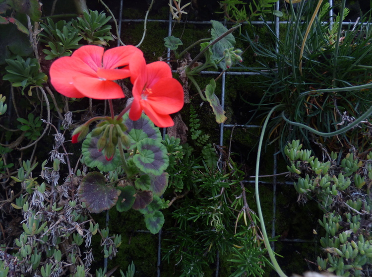A red flower growing out of a vertical garden wall with moss, herbs, and other small plants