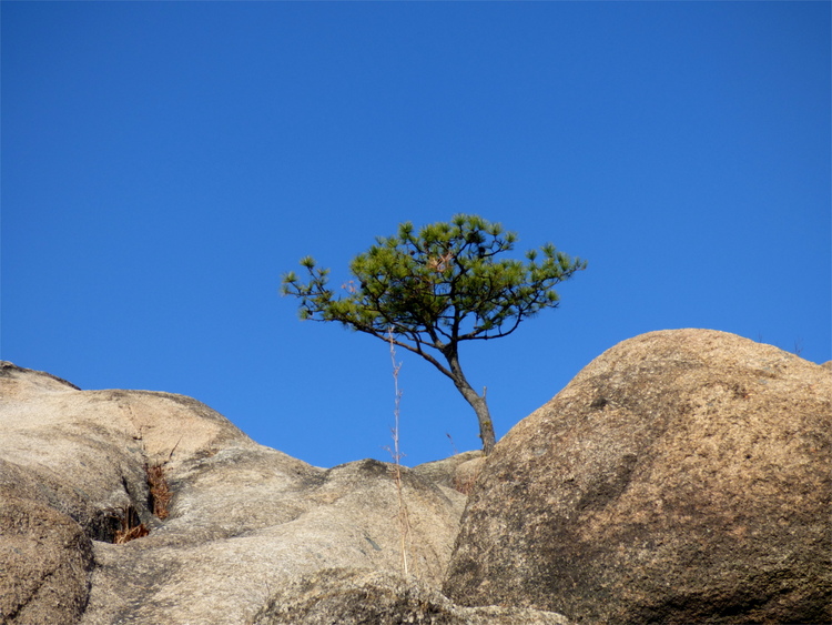 A lone tree growing out from smooth rocks in front of a clear, deep blue sky