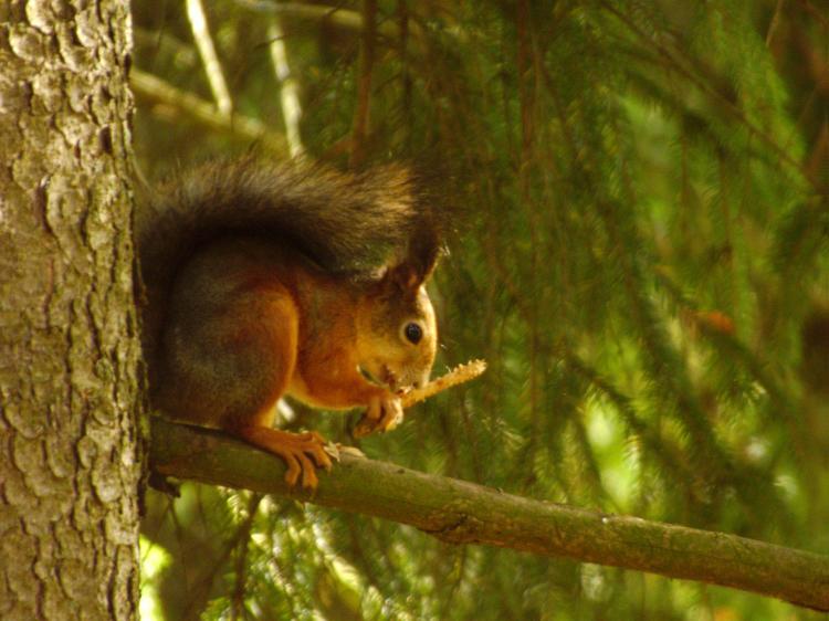 A squirrel sitting on a branch up in a tree, holding something in its hands, bushy tail curled up against its back