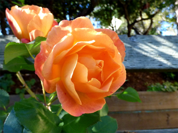 Close-up of a light orange rose flower