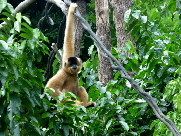 A large monkey hanging on one arm from a thick vine among some trees