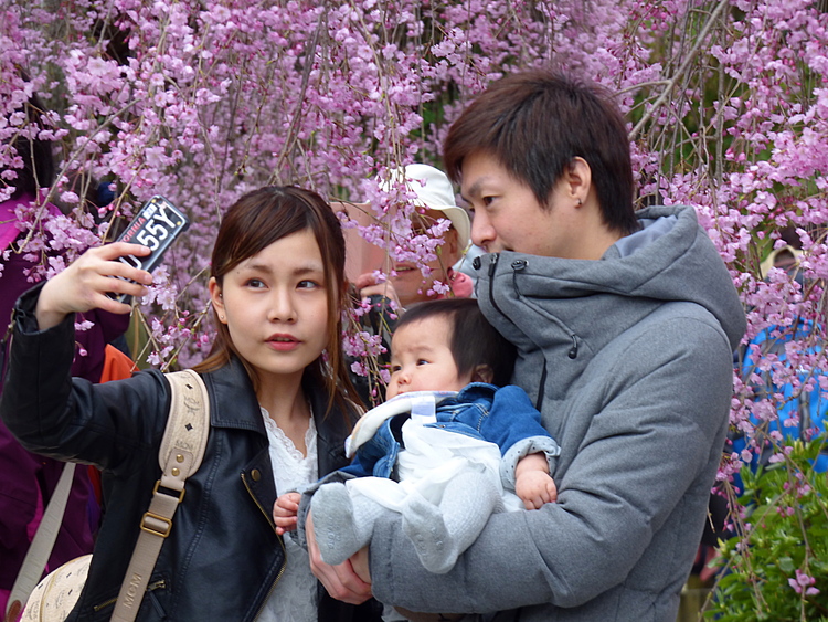 A young family of three taking pictures among bright pink cherry blossoms