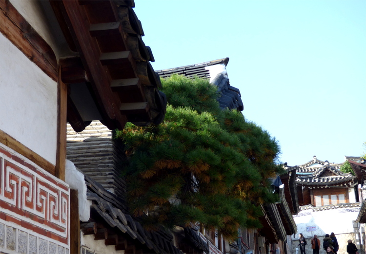 A small tree growing from between traditional Korean wooden houses