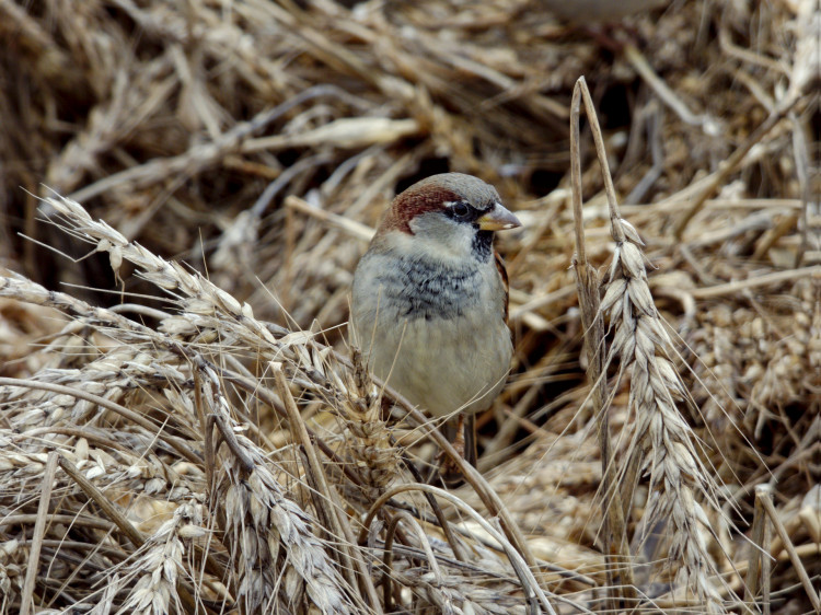 A small brown bird sitting in a bale of hay