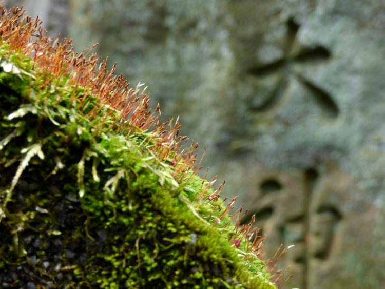 Close-up of moss growing on a gravestone with engraved Japanese characters in the background