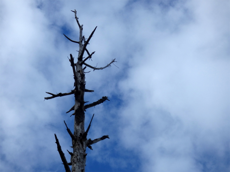 A dead tree standing alone in front of a cloudy blue sky